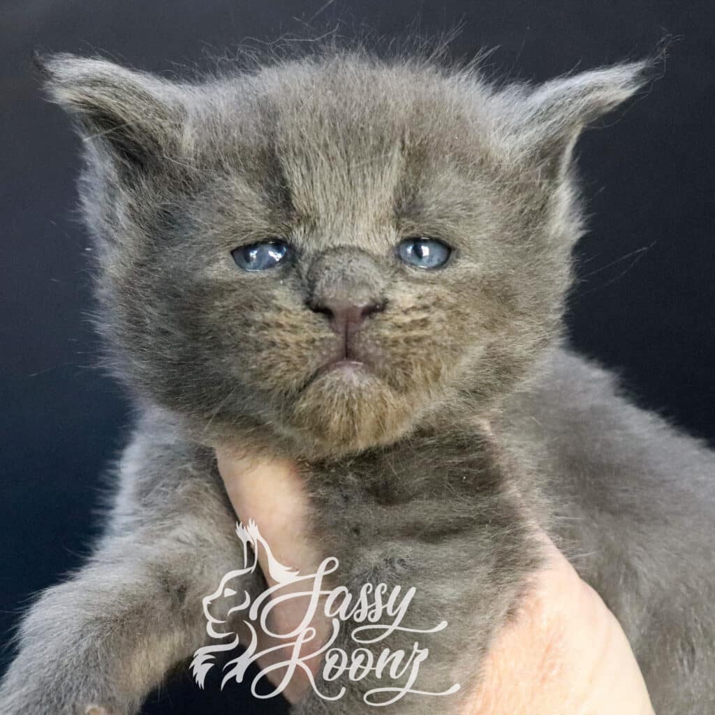 7DE39DA4-0B94-4256-8732-4358194FF617 ⋆ Sassy Koonz Maine Coon Cattery blue smoke maine coon kitten for sale xero 3 weeks old