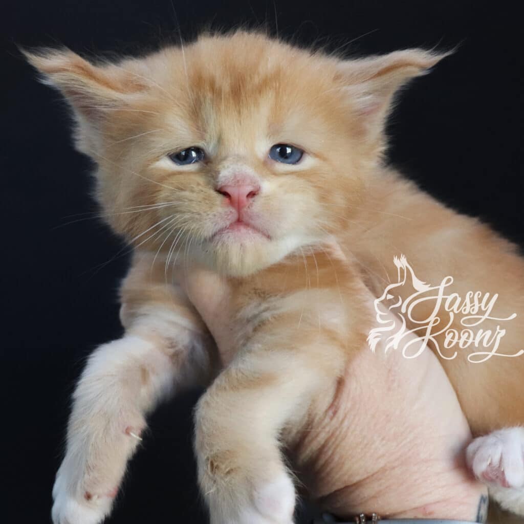 B789E2AF-548C-4A86-80D2-ED3A5CEC34BC ⋆ Sassy Koonz Maine Coon Cattery red maine coon kitten for sale florida chester 3 weeks old