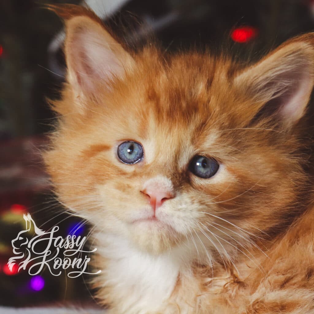 chester-maine-coon-red-5-weeks ⋆ Sassy Koonz Maine Coon Cattery Chester Maine coon red 5 weeks
