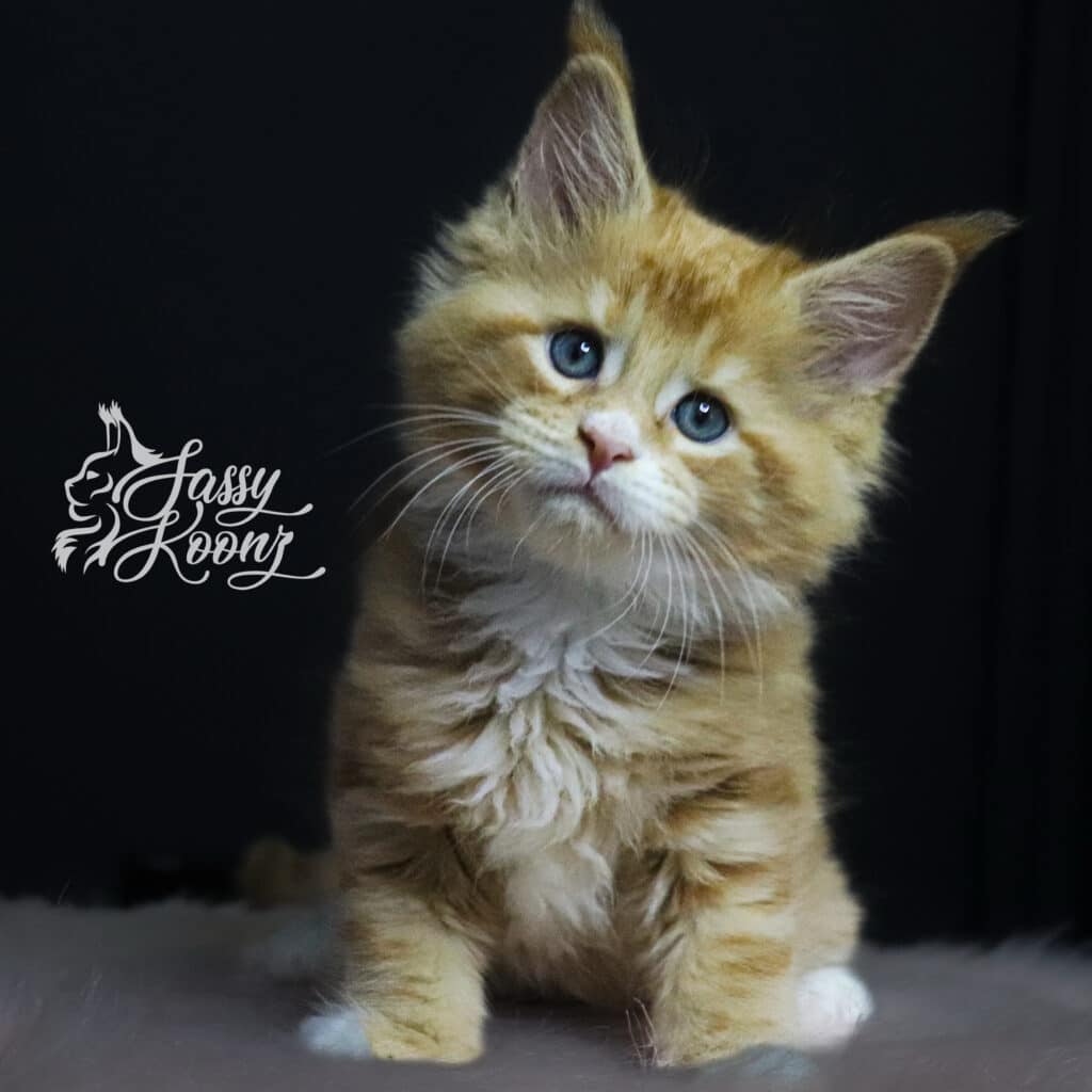 chester-maine-coon-red-7-weeks ⋆ Sassy Koonz Maine Coon Cattery chester maine coon red 7 weeks old