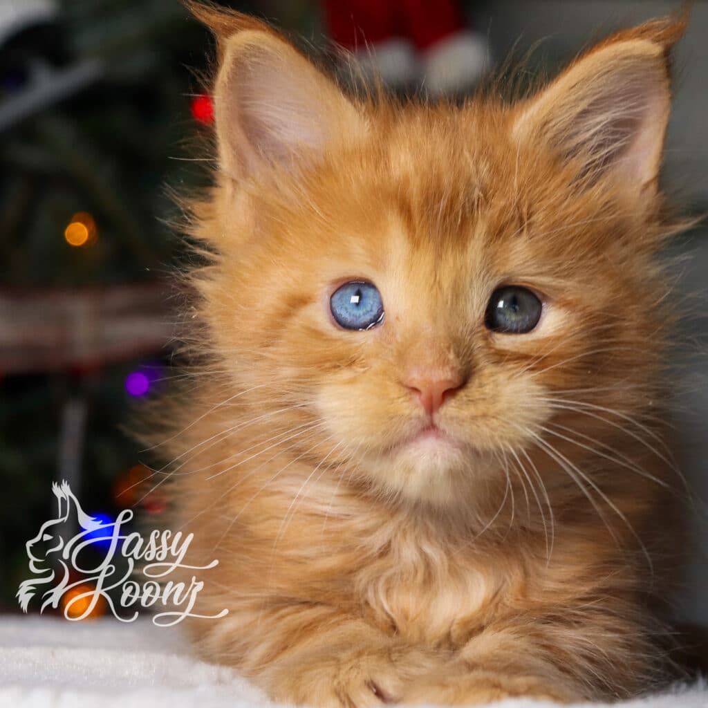 linkin-christmas-kitten-5-weeks-old ⋆ Sassy Koonz Maine Coon Cattery linkin christmas kitten 5 weeks old