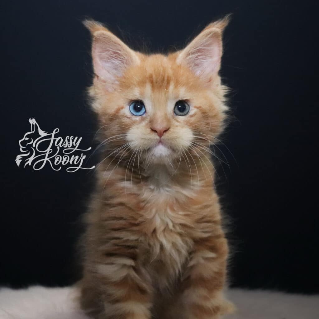 linkin-christmas-kitten-7-weeks-old-maine-coon ⋆ Sassy Koonz Maine Coon Cattery linkin christmas kitten 7 weeks old maine coon