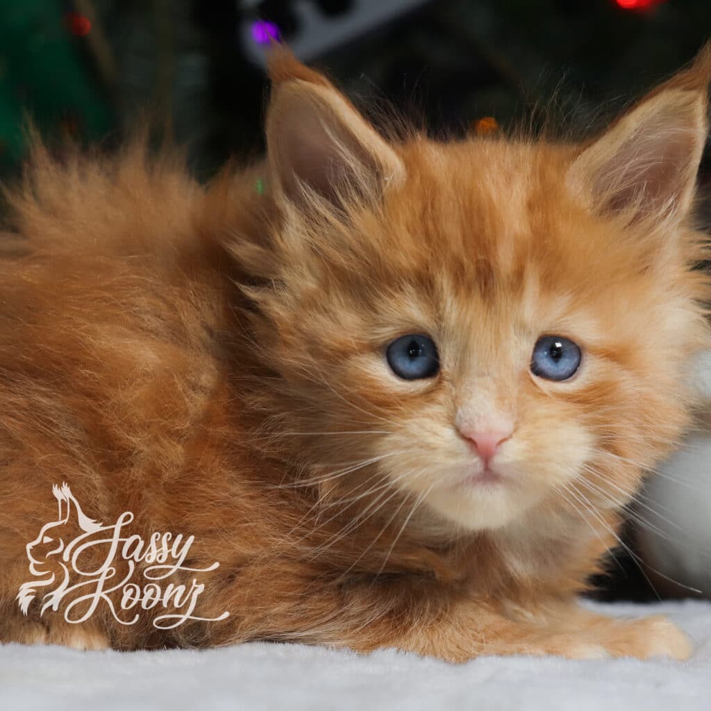 maine-coon-kitten-for-sale-oragne-girl-5-weeks-masquerade ⋆ Sassy Koonz Maine Coon Cattery maine coon kitten for sale orange girl 5 week sold masquerade