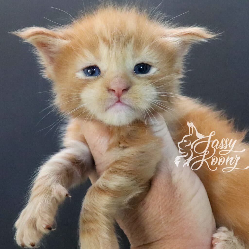 maine-coon-kitten-odd-eyes-in-the-end-3-weeks-old ⋆ Sassy Koonz Maine Coon Cattery maine coon kitten odd eyes in the end 3 weeks old