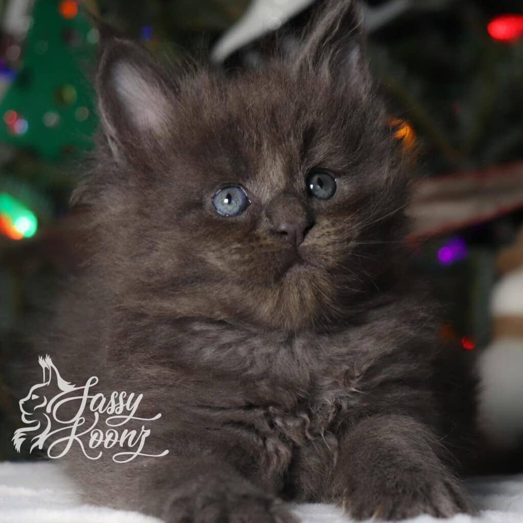 maine-coon-kitten-xero-5-weeks-blue-smoke ⋆ Sassy Koonz Maine Coon Cattery maine coon kitten zero 5 weeks blue smoke