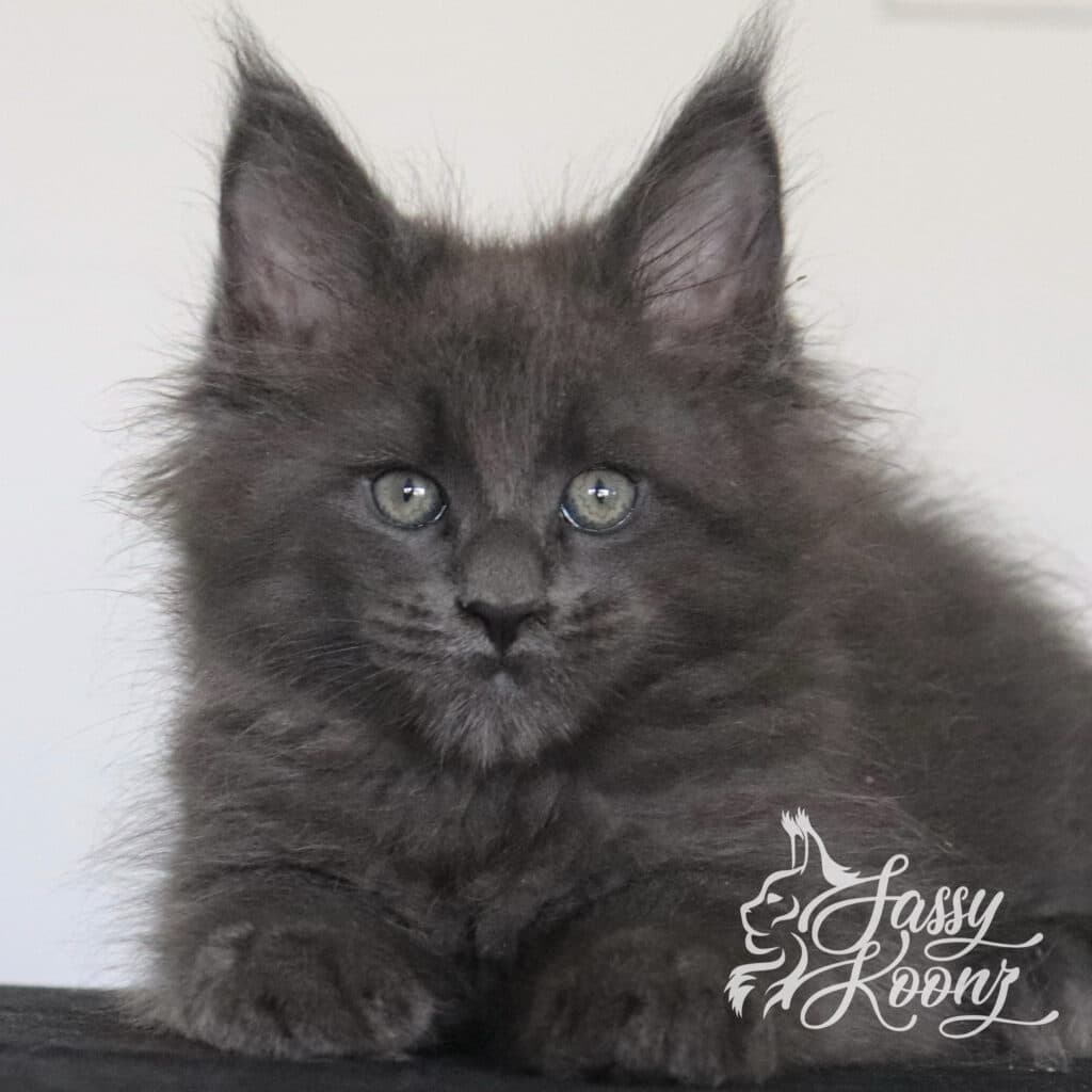 maine-coon-kitten-xero-9-weeks-old-blue-smoke ⋆ Sassy Koonz Maine Coon Cattery maine coon kitten xero 9 weeks old blue smoke