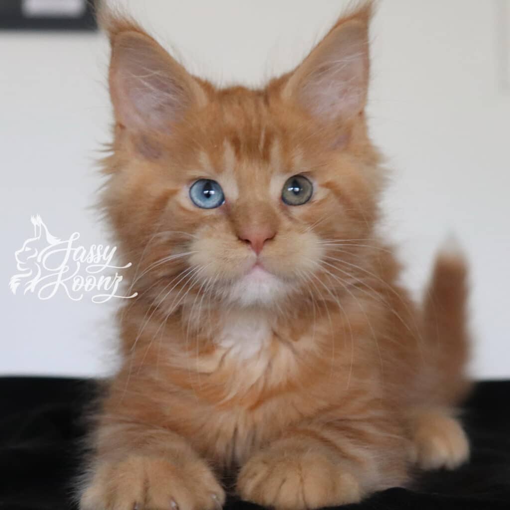 maine-coon-kittens-for-sale-florida-linkin-9-weeks-old ⋆ Sassy Koonz Maine Coon Cattery maine coon kittens for sale florida lnkin 9 weeks old