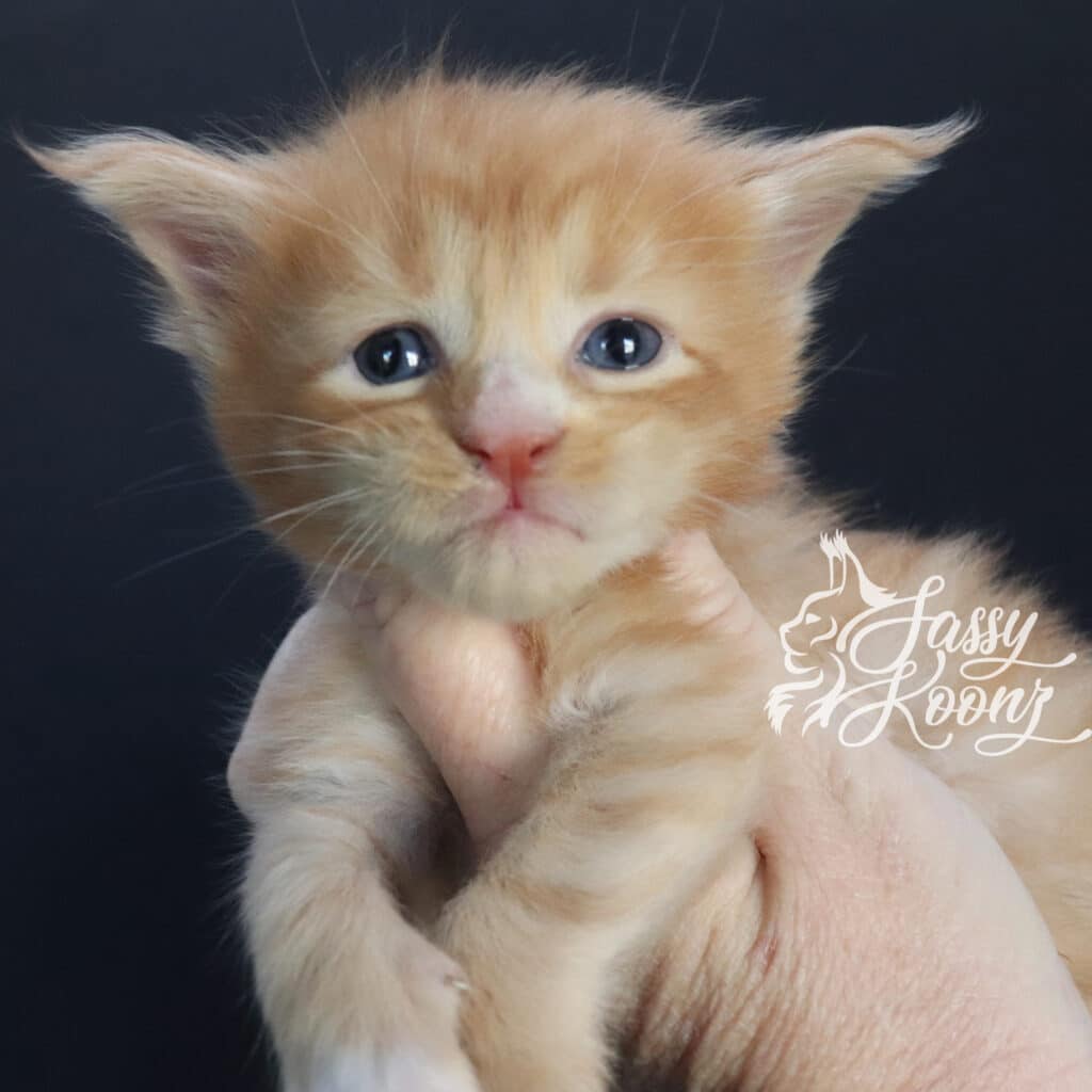 maine-coon-kittens-for-sale-ginger-meteora-3-weeks-old ⋆ Sassy Koonz Maine Coon Cattery maine coon kittens for sale ginger meteora 3 weeks old