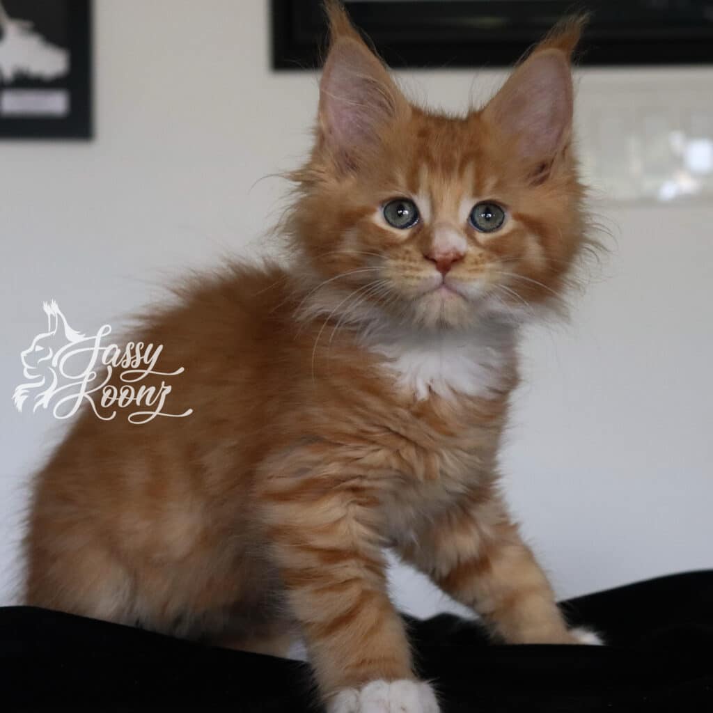 maine-coon-meteora-9-weeks-old-girl-kitten ⋆ Sassy Koonz Maine Coon Cattery maine coon meteora 9 weeks old girl kitten
