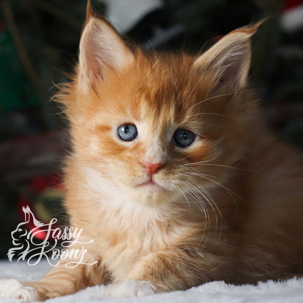 maine-coon-oragne-female-5-weeks-meteora ⋆ Sassy Koonz Maine Coon Cattery maine coon orange female 5 weeks old meteora