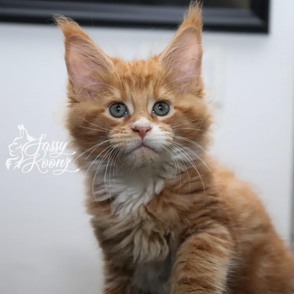 maine-coon-red-orange-chester-9-weeks-old ⋆ Sassy Koonz Maine Coon Cattery maine coon red orange chester 9 weeks old