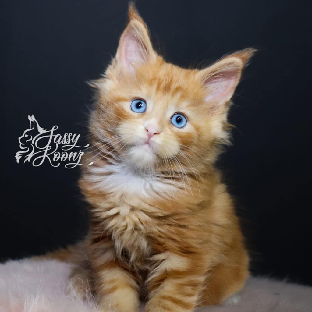 masquerade-maine-coon-blue-eyes-7-weeks ⋆ Sassy Koonz Maine Coon Cattery masquerade maine coon blue eyes 7 weeks old