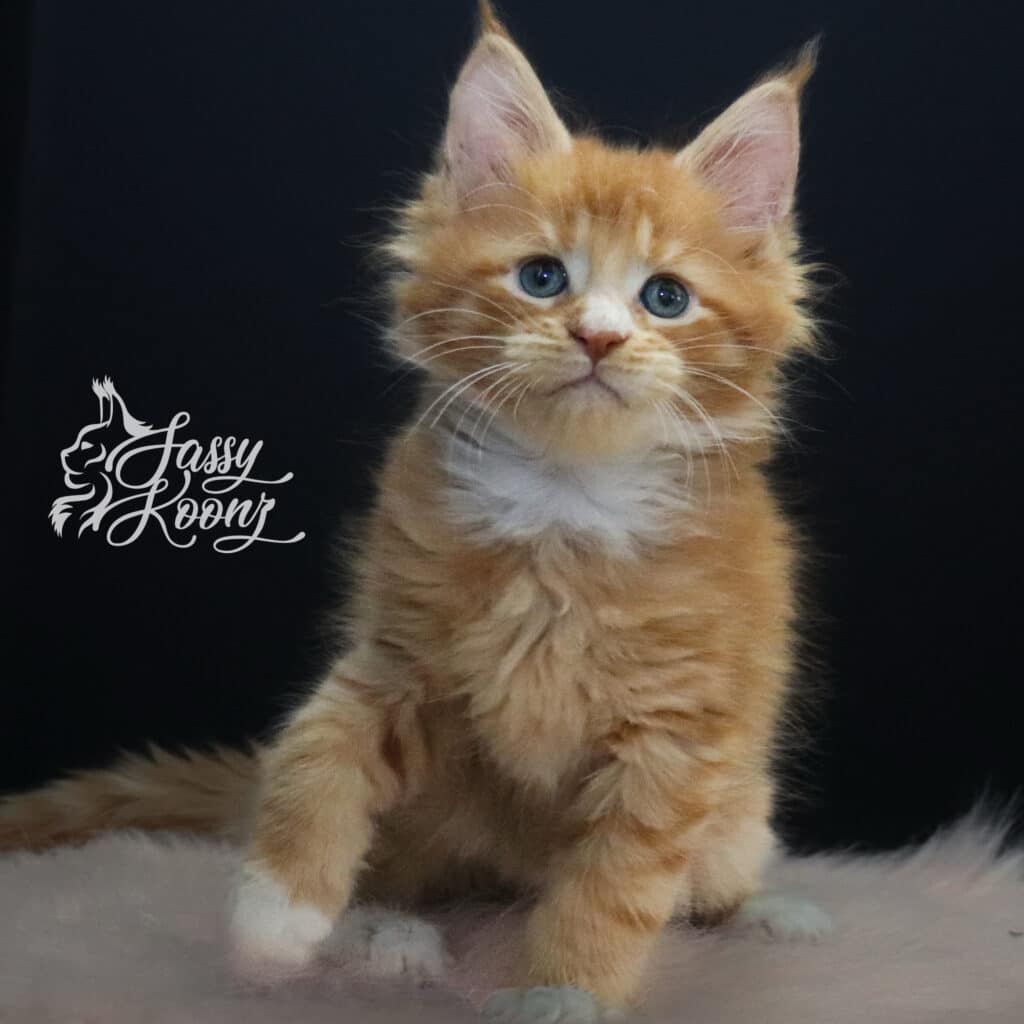 meteroa-orange-maine-coon-girl ⋆ Sassy Koonz Maine Coon Cattery meteora orange maine coon girl 7 weeks old