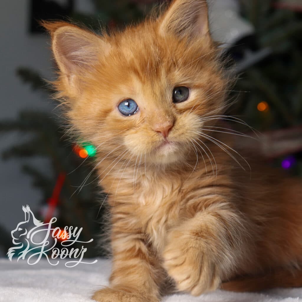 odd-eye-maine-coon-kitten-linkin-5-weeks ⋆ Sassy Koonz Maine Coon Cattery odd eye maine coon kitten linkin 5 weeks old