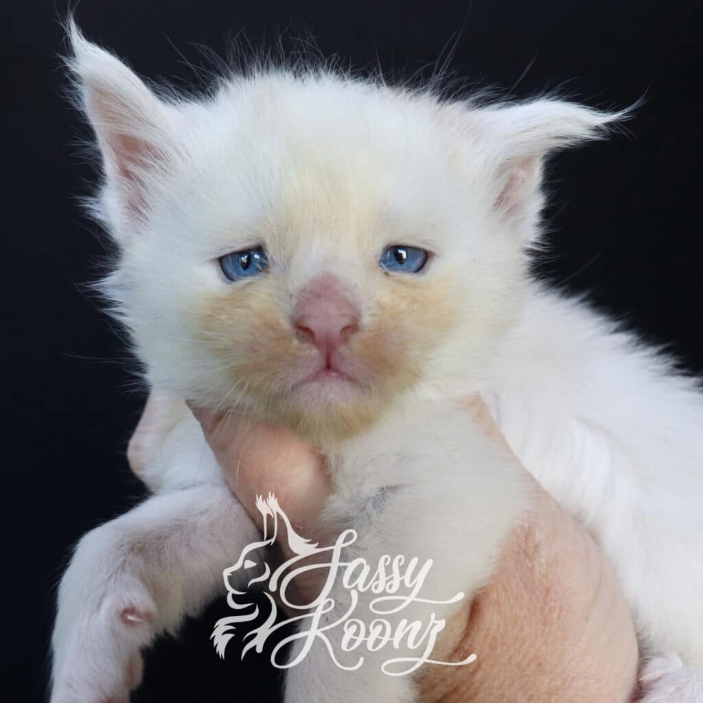 red-high-smoke-maine-coon-kitten-3-weeks-old-talking-to-myself ⋆ Sassy Koonz Maine Coon Cattery red smoke maine coon blue eyed talking to myself 3 weeks old