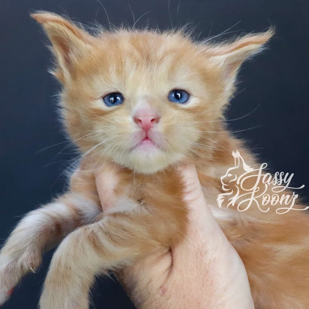 red-maine-coon-blue-eyes-masquerade-3-weeks ⋆ Sassy Koonz Maine Coon Cattery red maine coon blue eyes masquerade 3 weeks old