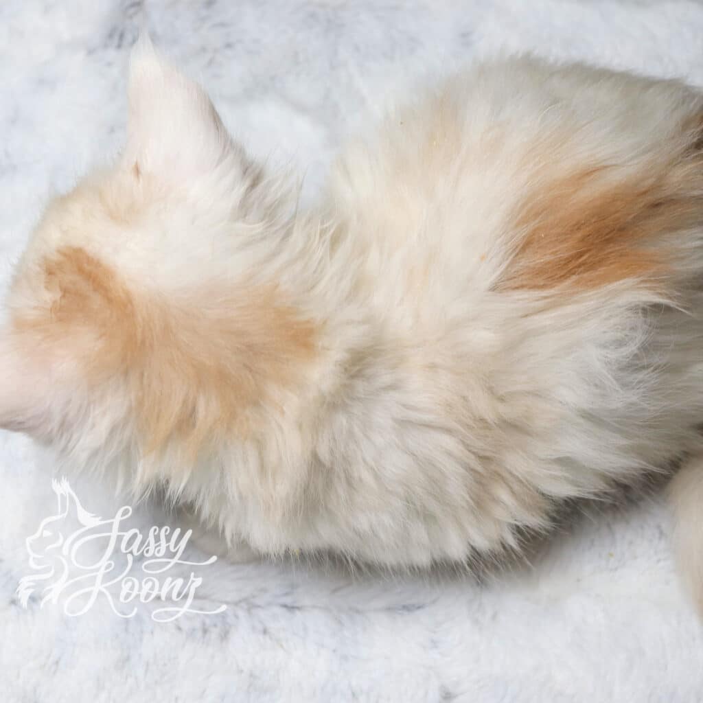 red-smoke-maine-coon-kitten-5-weeks-old-talking ⋆ Sassy Koonz Maine Coon Cattery red smoke maine coon kitten 5 weeksold talking