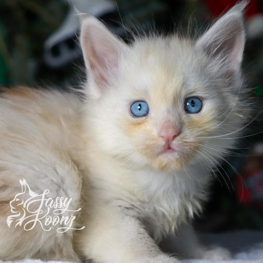talking-to-myself-5-weeks-maine-coon-kitten ⋆ Sassy Koonz Maine Coon Cattery talking to myself 5 weeks old maine coon kitten