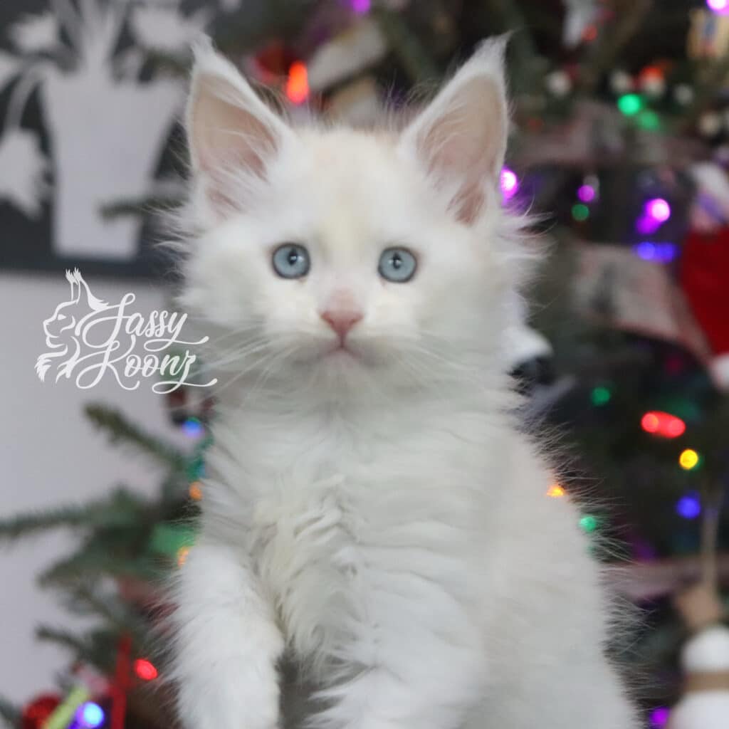 talking-to-myself-7 weeks-smoke-maine-coon ⋆ Sassy Koonz Maine Coon Cattery talking to myself 7 weeks old smoke maine coon