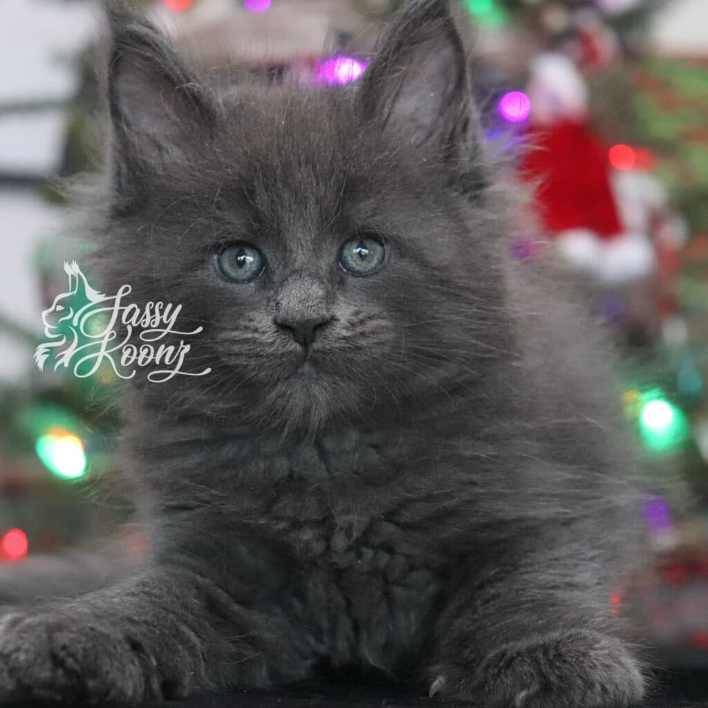 xero-maine-coon-kitten-blue-smoke-7-weeks ⋆ Sassy Koonz Maine Coon Cattery xero maine coon kitten blue smoke 7 weeks
