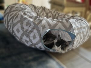 World Eater, In His New Home ⋆ Sassy Koonz Maine Coon Cattery 3 month old maine coon kitten at home, from sassy koonz, sleeping