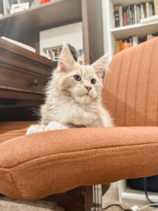 Majestic Maine Coon sitting on Orange Chair ⋆ Sassy Koonz Maine Coon Cattery Cream maine coon kitten, majestic, sitting on orange chair