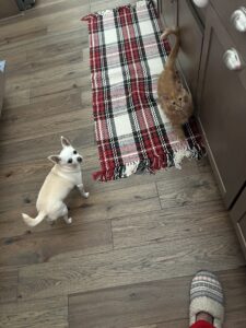 Johnny, Red Maine Coon ⋆ Sassy Koonz Maine Coon Cattery red maine coon kitten from sassy koonz, in his new home with small dog friend