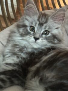 Enjoy Your Slay in her new home ⋆ Sassy Koonz Maine Coon Cattery maine coon kitten from sassy koonz, female, in her new home at 12 weeks old