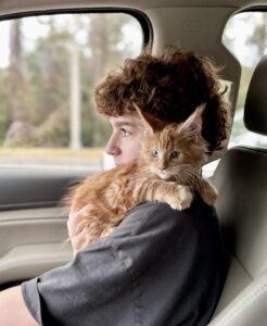 Lnkin Traveling to South Florida ⋆ Sassy Koonz Maine Coon Cattery maine coon kitten traveling to south florida with new owner