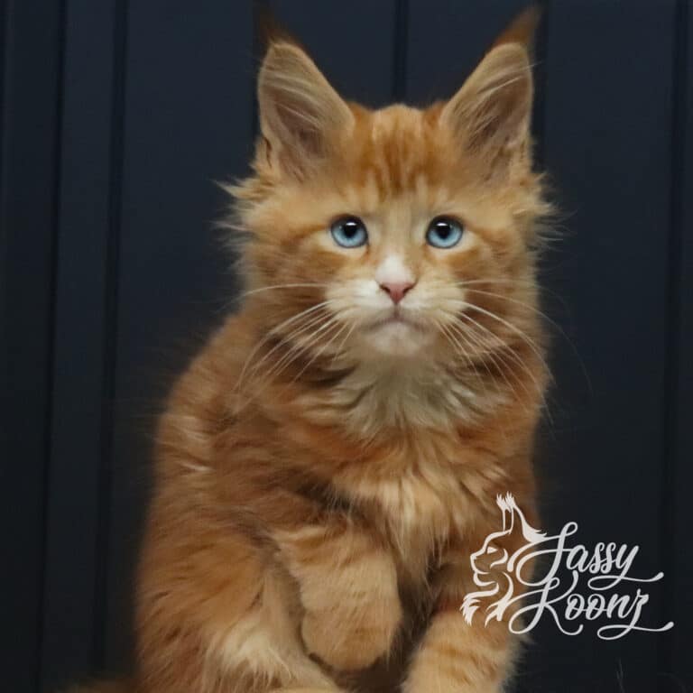 blue eyed maine coon masquerade 11 weeks old