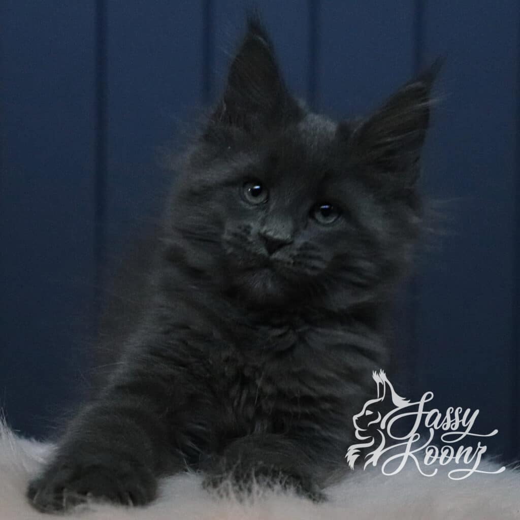 blue-maine-coon-boy-xero-11-weeks-old ⋆ Sassy Koonz Maine Coon Cattery blue maine coon boy xero 11 weeks old