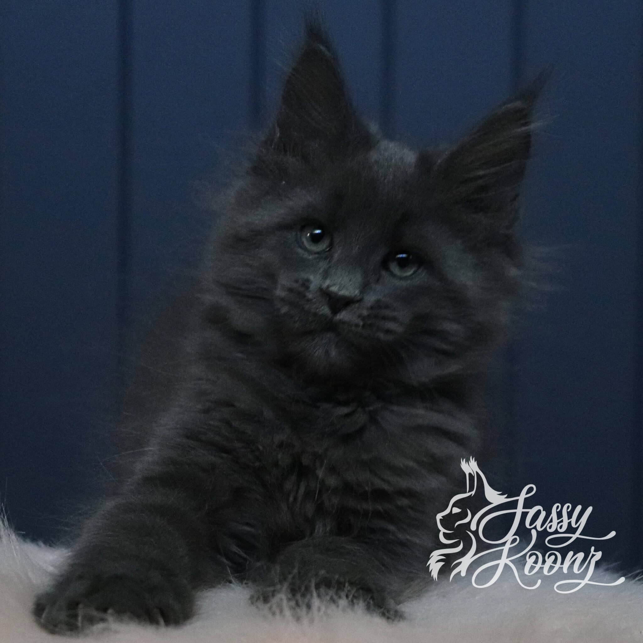 blue maine coon boy xero 11 weeks old