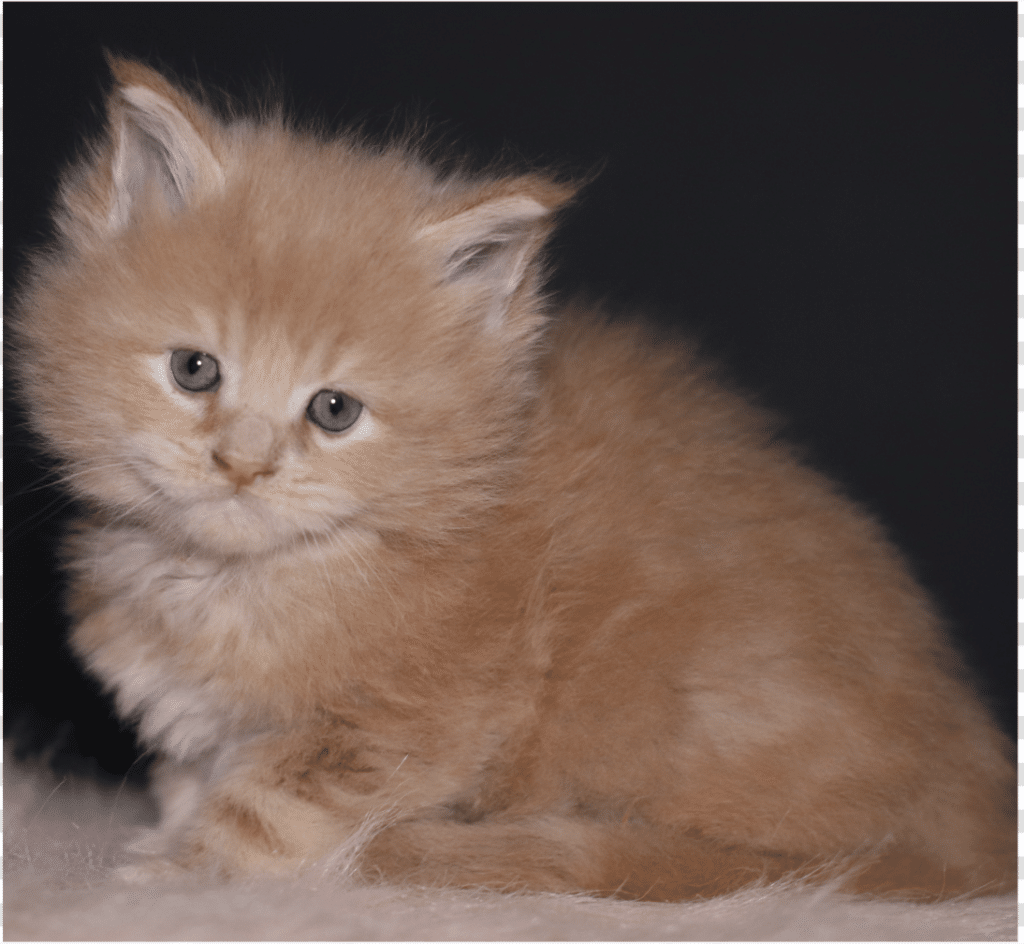 cream-maine-coon-kittens-for-sale-sebastian-5-weeks ⋆ Sassy Koonz Maine Coon Cattery cream maine coon kittens for sale sebastian 5 weeks old