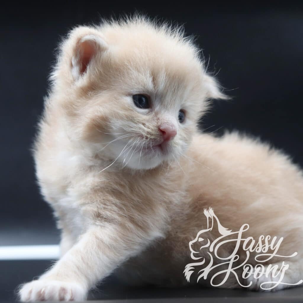 cream-tabby-maine-coon-sebastian-3-weeks-old-kitten ⋆ Sassy Koonz Maine Coon Cattery cream tabby maine coon sebastian 3 weeks old kitten
