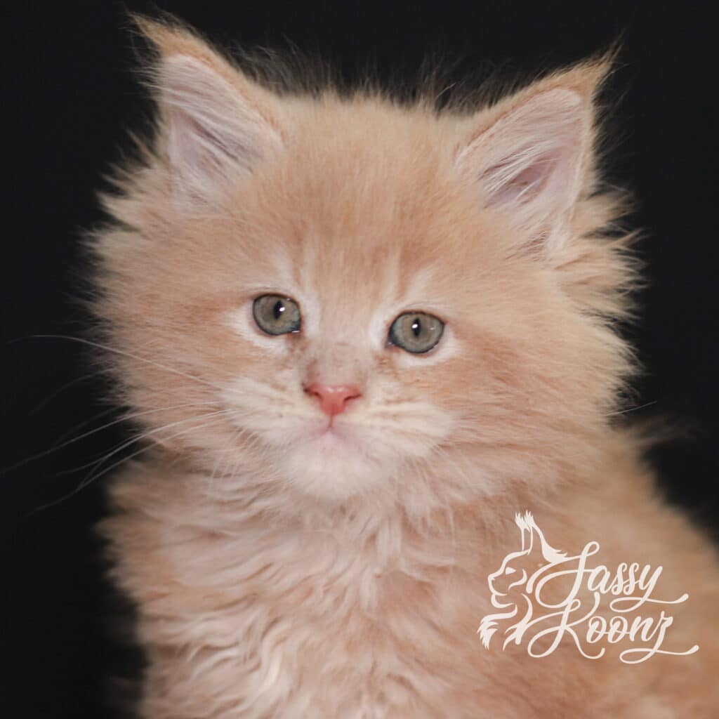 cream-tabby-sebastian-7-weeks-old-mainec-coon ⋆ Sassy Koonz Maine Coon Cattery cream tabby sebastian maine coon 7 weeks old