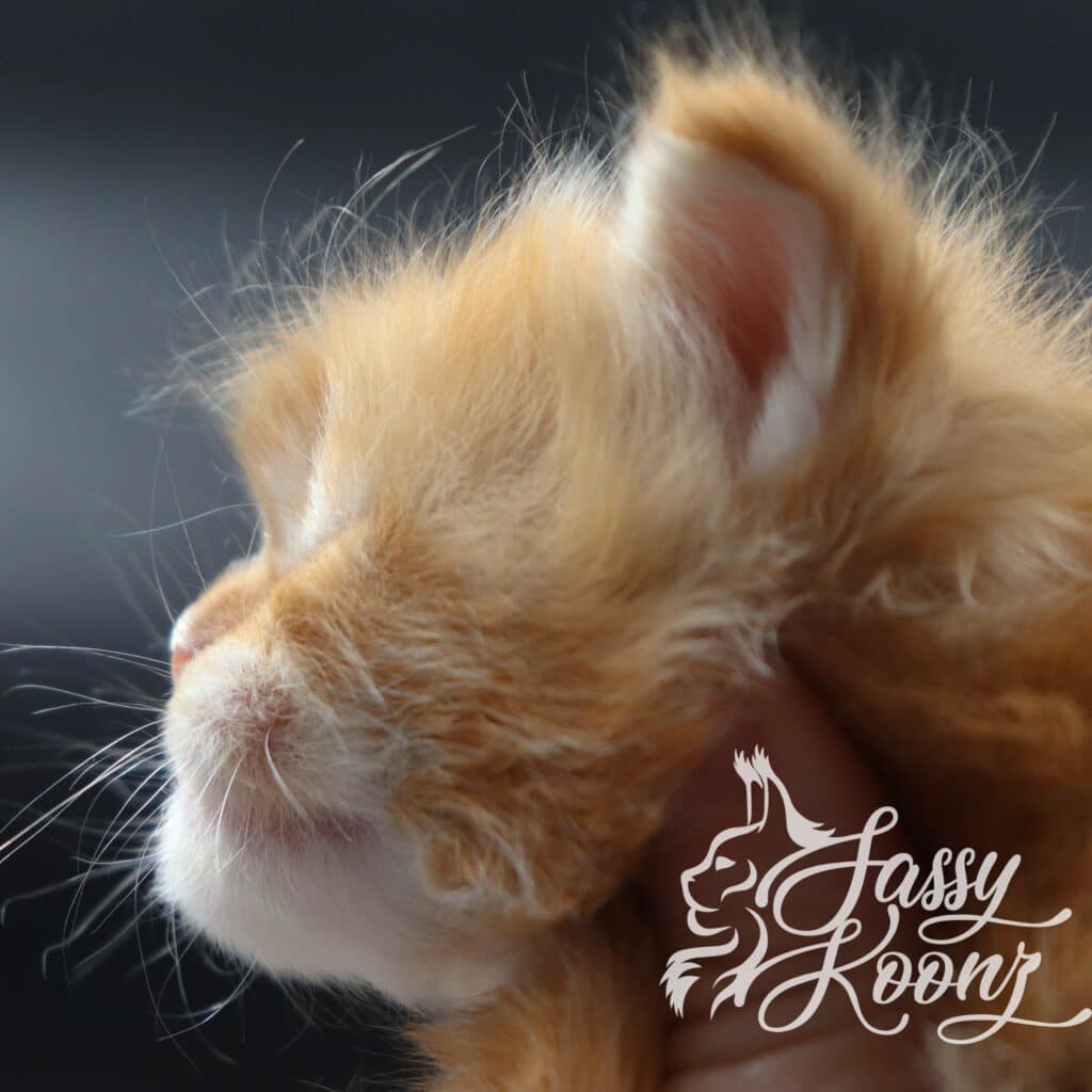 madam-x-maine-coon-red-orange-kitten-3-weeks ⋆ Sassy Koonz Maine Coon Cattery madam x maine coon red orange kitten 3 weeks old