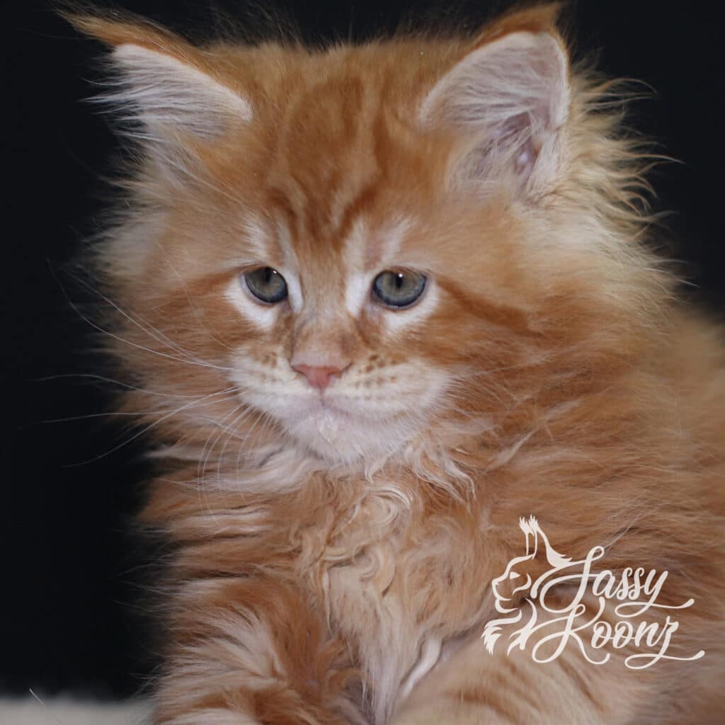 maine-coon-cat-orange-female-madam-x-7-weeks-old ⋆ Sassy Koonz Maine Coon Cattery maine coon cat orange female madam x 7 weeks old