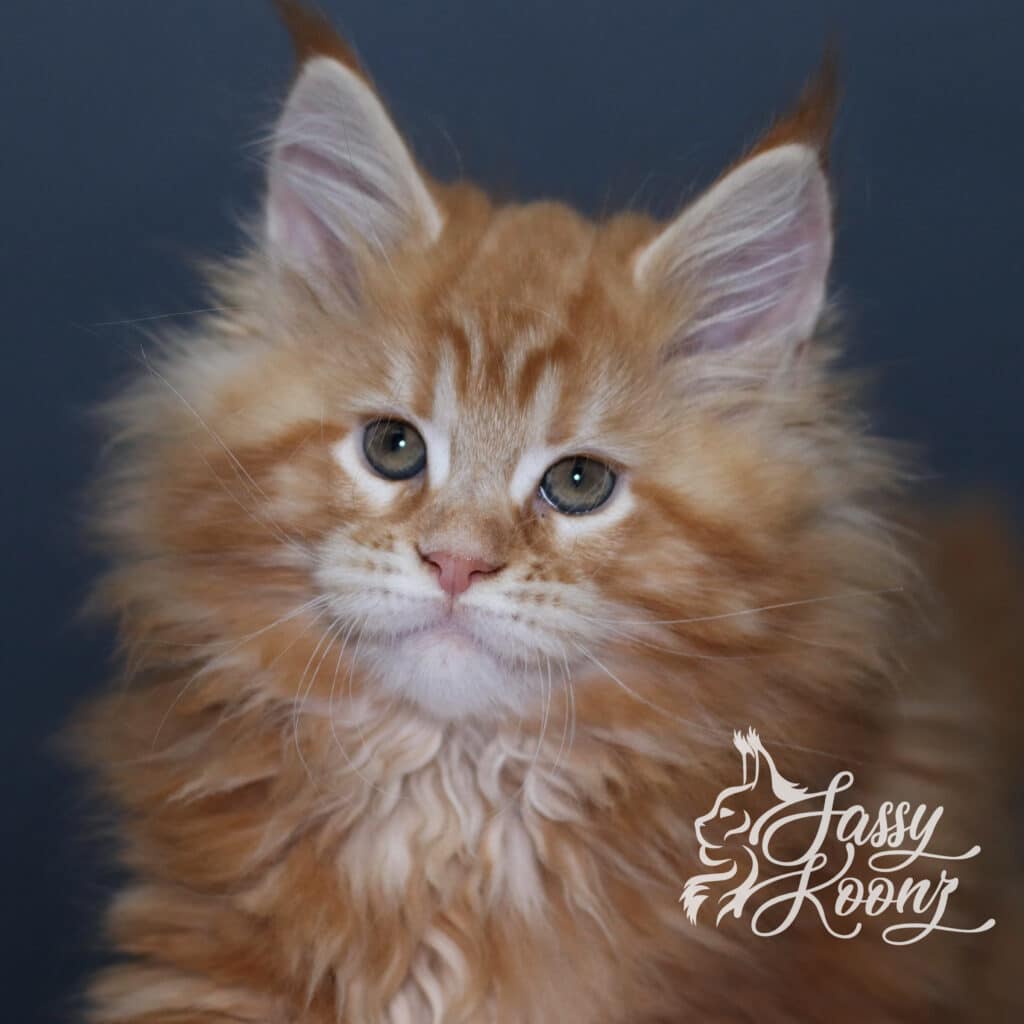 maine-coon-for-adoption-florida-madam-x-9-weeks ⋆ Sassy Koonz Maine Coon Cattery maine coon for adoption florida madam x 9 weeks old