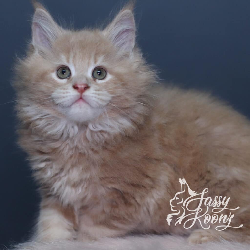 maine-coon-for-adoption-florida-sebastian ⋆ Sassy Koonz Maine Coon Cattery maine coon for adoption florida sebastian
