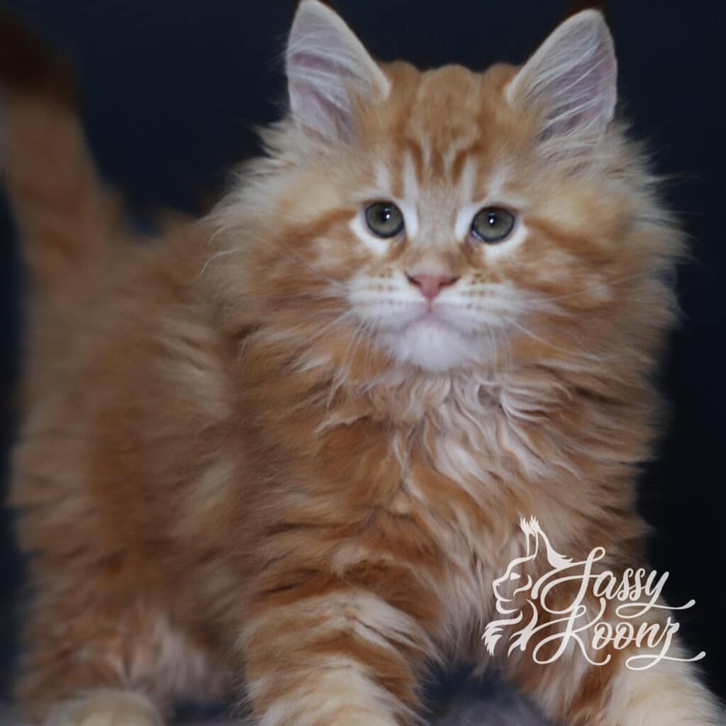 maine-coon-identifying-features-madam-x ⋆ Sassy Koonz Maine Coon Cattery maine coon identifying features madam x