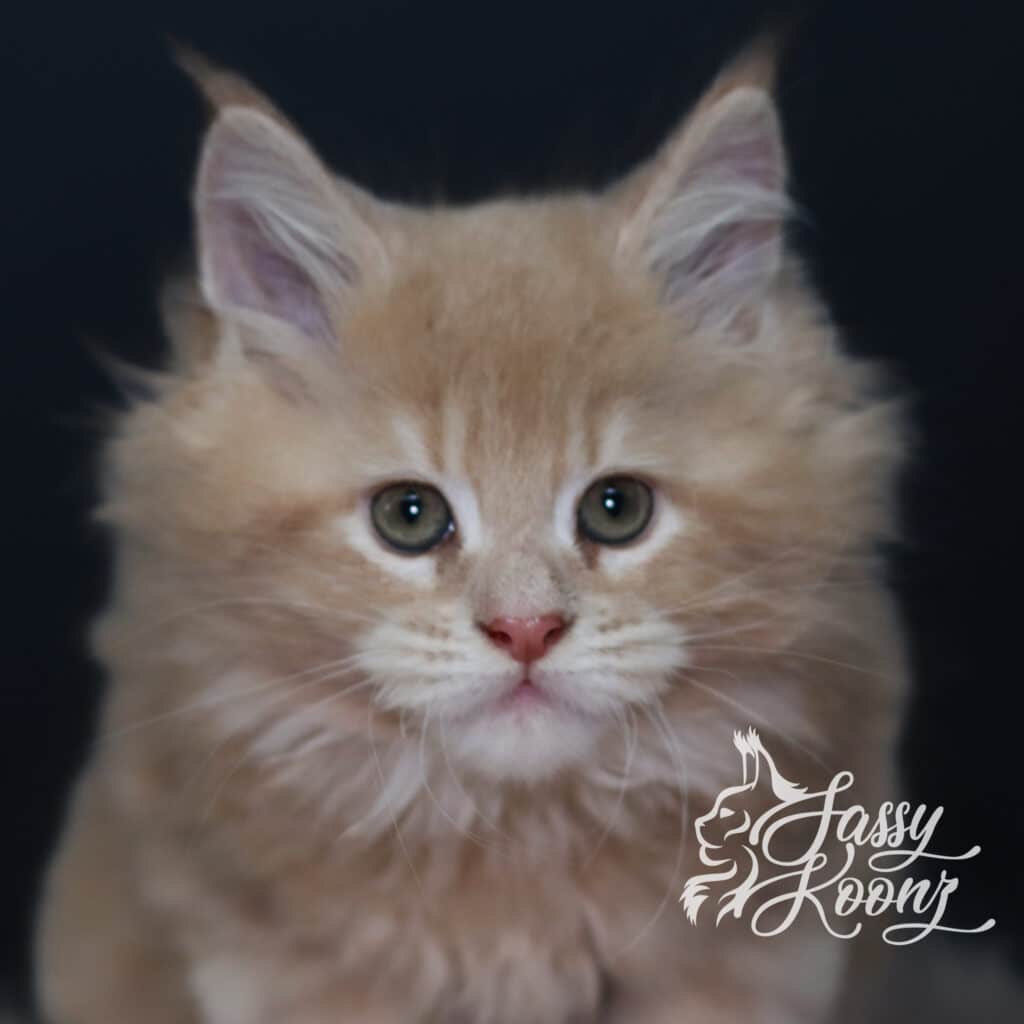 maine-coon-kitten-florida-sebastian-9-weeks ⋆ Sassy Koonz Maine Coon Cattery maine coon kitten florida sebastian 9 weeks old