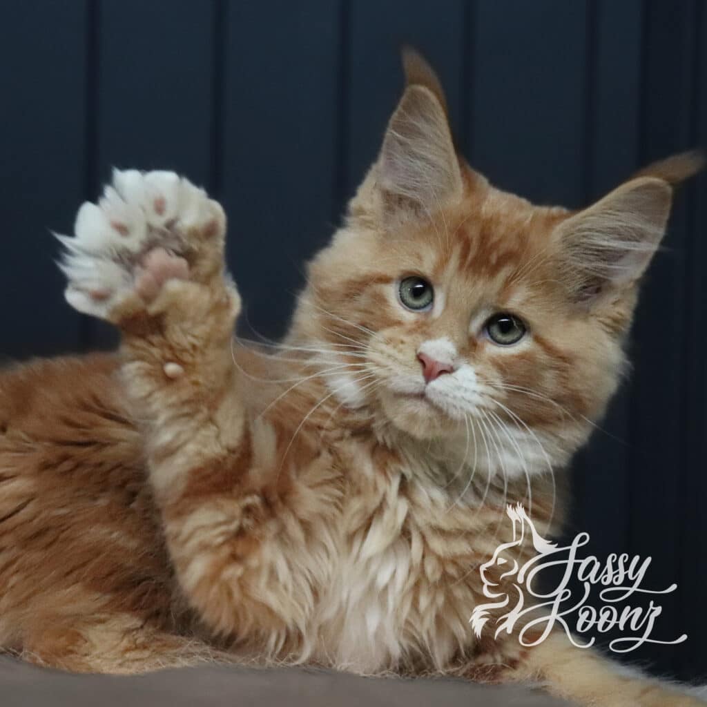 maine-coon-kittens-for-sale-chester-11-weeks ⋆ Sassy Koonz Maine Coon Cattery maine coon kittens for sale chester 11 weeks old