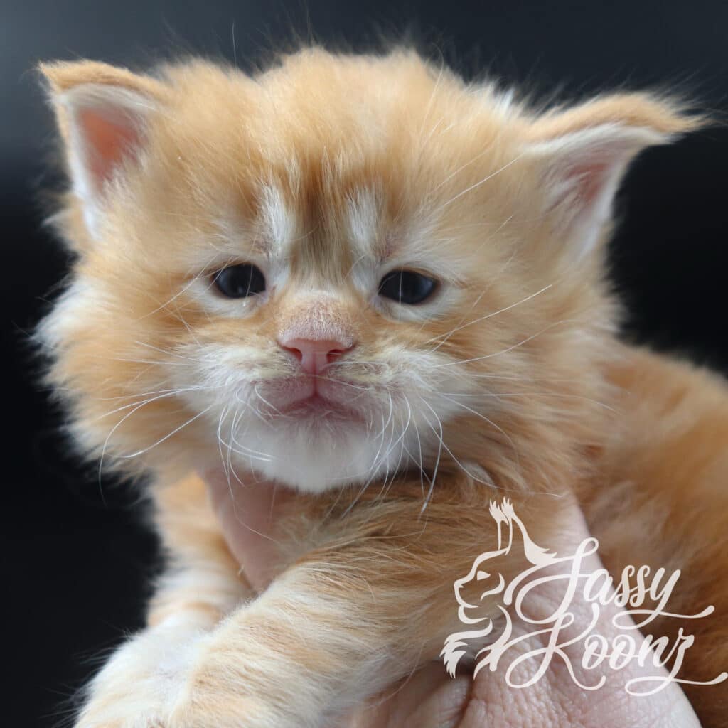 maine-coon-kittens-for-sale-florida-madam-x-red ⋆ Sassy Koonz Maine Coon Cattery maine coon kittens for sale florida madam x red