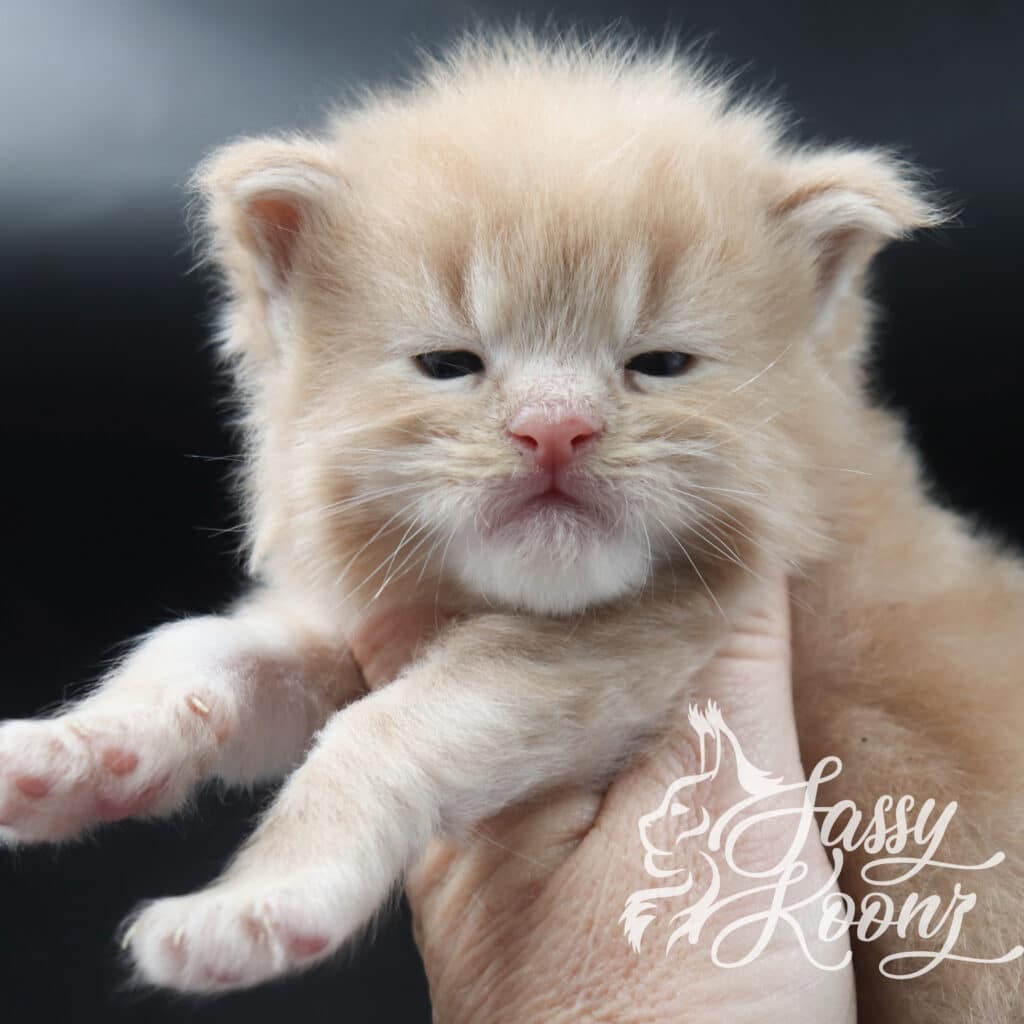 maine-coon-kittens-for-sale-florida-sebastian ⋆ Sassy Koonz Maine Coon Cattery maine coon kittens for sale florida sebastian