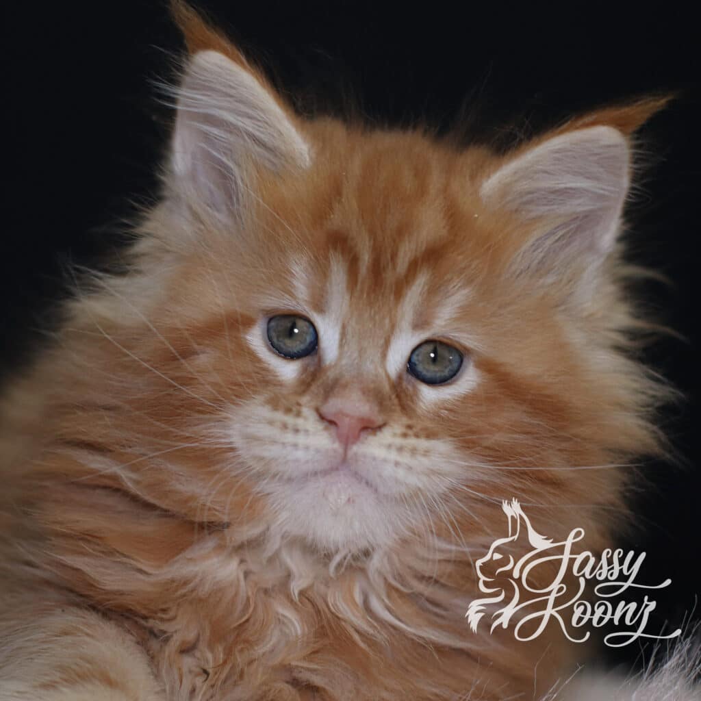 maine-coon-kittens-for-sale-red-girl-madam-x-7-weeks ⋆ Sassy Koonz Maine Coon Cattery maine coon kittens for sale red girl madam x 7 weeks old