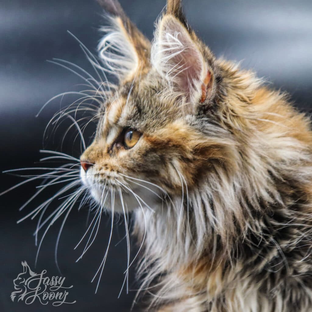 maine-coon-kittens-georgia-chaos-3-months-old ⋆ Sassy Koonz Maine Coon Cattery maine coon kittens georgia chaos 3 months old