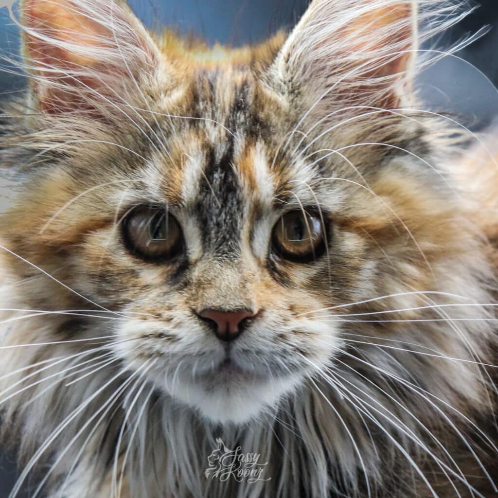 maine-coon-kittens-sc-chaos-3-months-old ⋆ Sassy Koonz Maine Coon Cattery maine coon kitten that was born at sassy koonz cattery named chaos