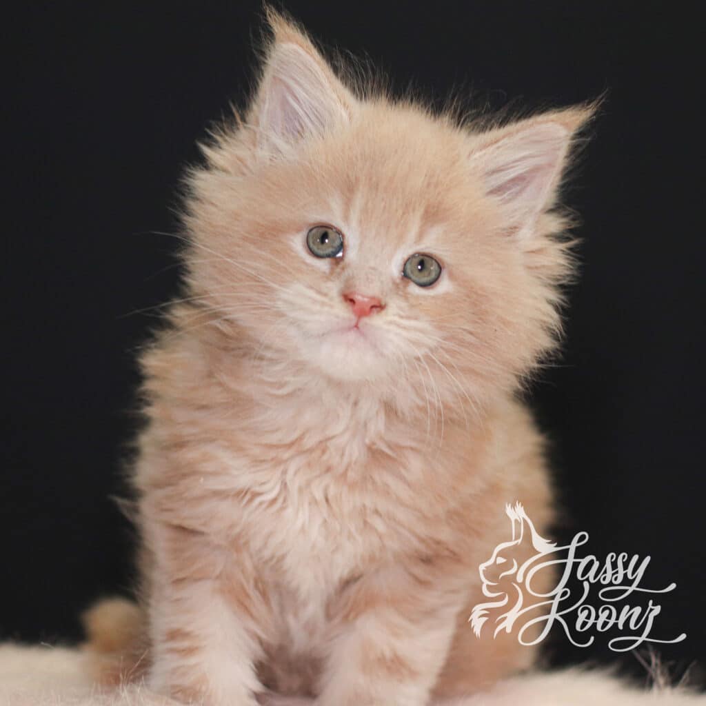 maine-coon-kittens-sebastian-7-weeks-old ⋆ Sassy Koonz Maine Coon Cattery maine coon kittens sebastian 7 weeks old