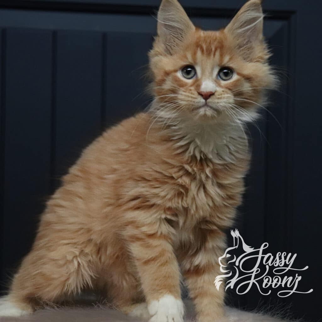 meteora-maine-coon-cat-orange-11-weeks-old ⋆ Sassy Koonz Maine Coon Cattery meteora maine coon cat 11 weeks old orange