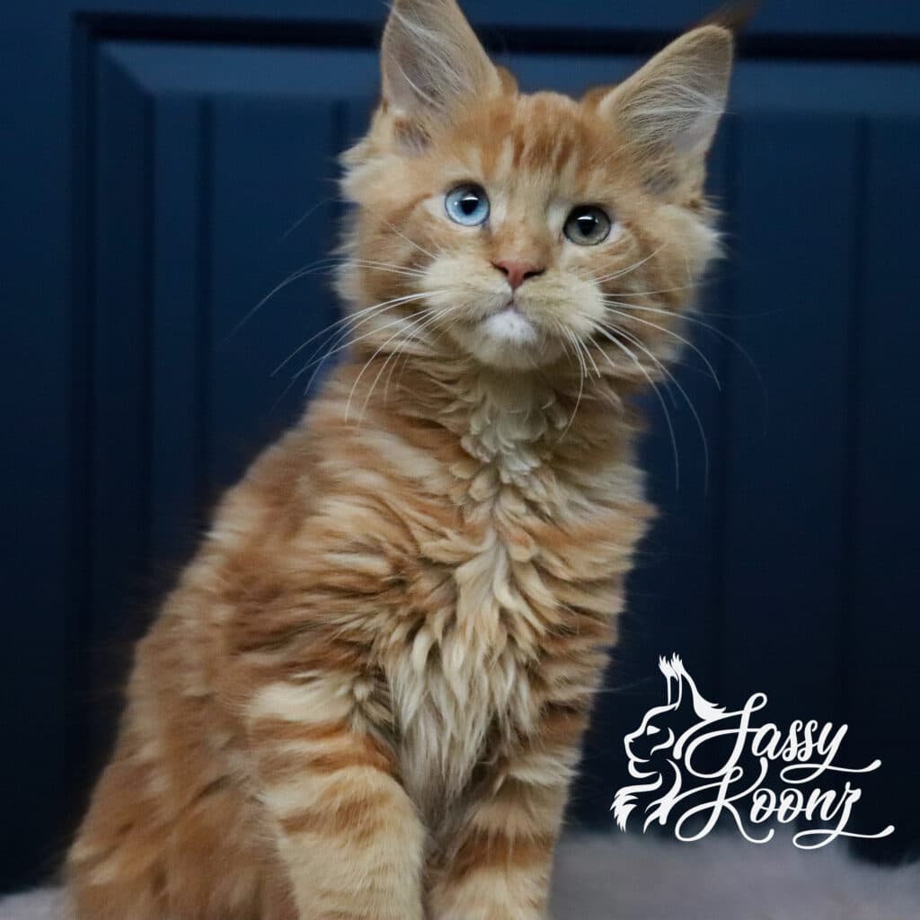odd-eye-maine-coon-red-kitten-linkin-11-week-old ⋆ Sassy Koonz Maine Coon Cattery odd eye maine coon kitten linkin 11 weeks old